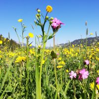Weltbienentag Sommer Sägerhof